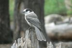 PICTURES/Annie Creek Trail - Crater Lake National Park/t_Bord.JPG